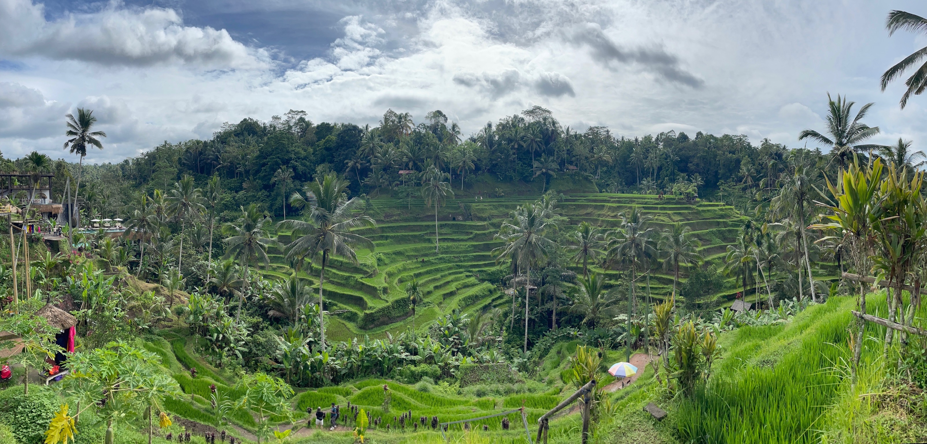 Picture of rice patty Bali Indonesia